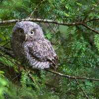 Eastern Screech-Owl, 8x12 print w/ 12x16 mat