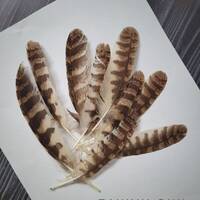 Tawny owl Feathers natural feathers for crafting and dreamcatchers