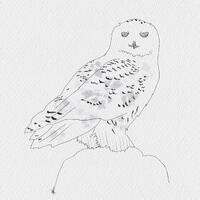 Snowy Owl Art Print - Unframed A6 A5 A4, Owls, Nature