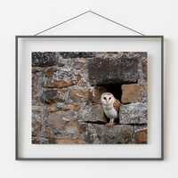 Barn Owl Portrait Print: British Countryside Wildlife Photography