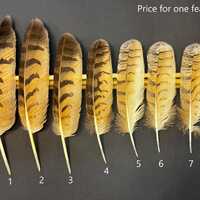 Natural owl feather – cruelty free | Naturally molted or old taxidermy | For art, collection, 