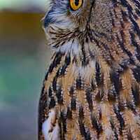 Great Horned Owl-5x7 or 8x10 matted photograph