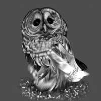 Owl in black and white