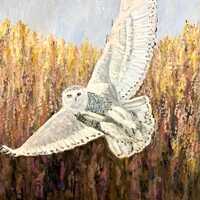 Snowy Owl in Flight - digital