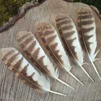 Tawny Owl Wing Feathers | One Feather | Strix aluco | Cruelty Free Bird Feathers