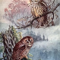 Allan Brooks Owl Print: 1937 Color Illustration