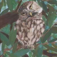 Little Owl: Fine Art Prints