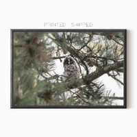 Baby Owl Print | Wildlife Photography | Large Photo Poster | Printed And Shipped Art Print