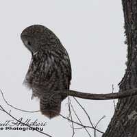 Great Grey Owl Print, Owl Nature Print, Wildlife Photography, Wall Art