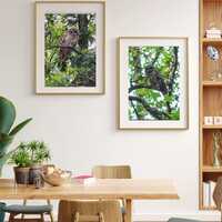 Silent Watcher – Barred Owl Digital Print