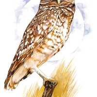 Burrowing Owl / Bird Watercolor Art / Limited Edition Double-matted GICLEE Print / Painting titled &