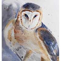 8X10 Barn Owl Original Watercolor Painting Print, Raptor Owl Print, Limited Numbered Print, Signed b
