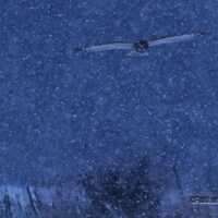 Short Eared Owl in Flight | Flying Owl Print | Ethereal Night Photography | Owl in Snow Storm | Wint