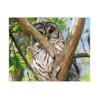 Nature Puzzle - Barred Owl, Eco-Friendly Jigsaw, Family Fun Activity, Wildlife Decor, Gift for Natur