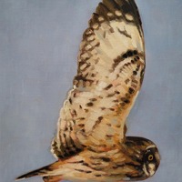 Short eared owl in flight, original bird oil painting, impressionist animal wall decor Lapiz Lazuli 