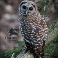 Woodland Barred Owl  – Rustic Nature Wall Art
