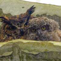 Great Horned Owls