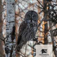 Great Gray Owl in Winter Birch Forest – Wildlife Photography Digital Download
