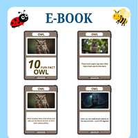Fun Fact Owl Kids E-Book | Animal Learning Digital Download | Educational Wildlife Book for Children