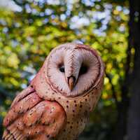 Hand Carved Wooden Barn Owl Figurine: Magical Home Decor