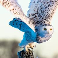 Snowy Owl Wall Art Canvas | Limited Edition Wildlife Photography, Owl Home Decor, Nature-Inspired Ca