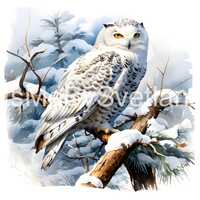 Snowy Owl Watercolor Clipart, Cute White Owl 16 JPGs, Winter Digital Crafting, Paper Crafts, Instant
