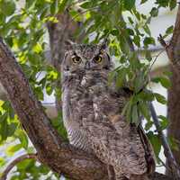 Great Horned Owl 3 Vertical Photograph