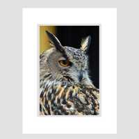 Nursery Decor, Owl Black Gray Tan, Bird Photography, Fine Art Photography, Nature, zoo photography, 