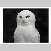 Nursery Decor, White Bird PNW Owl, Snowy Owl, Yellow Eyes, Feathers, Zoo Photography, Fine Art Photo