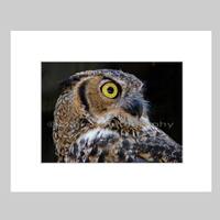 Nursery Decor, Owl Bird Nature, Great Horned Owl, Black Gray Brown, Fine Art Photography matted &