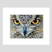Nursery Decor, Owl, Great Horned Owl, Amber Eyes, Brown Feathers, Zoo Photography, Fine Art Photogra