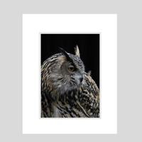 Nursery Decor, Eurasian Eagle-Owl, Black Gray Tan Bird Owl, Fine Art Photography, zoo photography, s