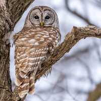 A barred owl perched along the edge of the woods