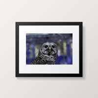 Owl Photograph 8 X 12