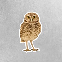Burrowing Owl Sticker | Owl Sticker | Burrowing Owl Decal