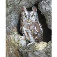 EASTERN SCREECH OWL Brown Morph #1 ready to hang High def. Dye Sublimation Photo /Wildlife photo / W