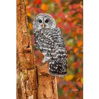 BARRED OWL in Autumn ready to hang Dye Sublimation Photo /Wildlife photo / Wild Bird Print / Owl pho