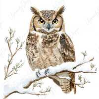 24 Watercolor Owl on Snowy Branch Clipart, Winter Bird, Woodland Animal Art, Junk Journal, Printable