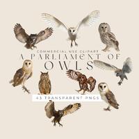 A Parliament of Owls Clipart • 43 Transparent PNGs • Realistic Owl Illustrations for Gothi