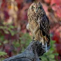 Short-eared Owl in Fall Colors