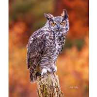 GREAT-HORNED OWL  ready to hang Dye Sublimation Photo /Wildlife photo / Wild Bird Print / Owl photo