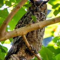 Owl Sitting on the Tree | Digital FIle JPG | High Resolution Photography