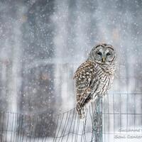 Barred Owl, Kid's Wall Art, Winter Photo, Nature Photography, Owl, Bird Photography, Snow, Gray