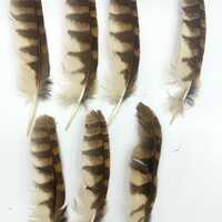 Single Cruelty free Tawny owl feather. Very limited edition. Ethically sourced. Medium