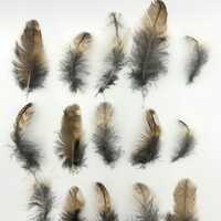 Five Cruelty free Tawny owl feathers. Very limited edition. Ethically sourced. Small