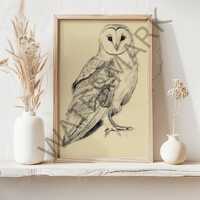 Barn Owl Sketch - digital file