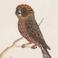 Boobook Owl Print (c.1790-1800)Sydney Bird Painter,Early Australian Watercolour Art/Public Domain Vi