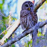 Okefenokee Owl