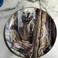 Vintage 1992 Collectors Pefect Disguise Scops Owl Plate