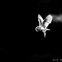 Ethereal Barn Owl Photograph – Silent Flight Fine Art (Digital Download)